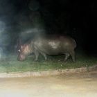 Hippo auf nächtlichem Landgang in St.Lucia .