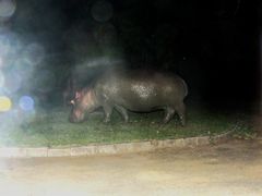 Hippo auf nächtlichem Landgang in St.Lucia .