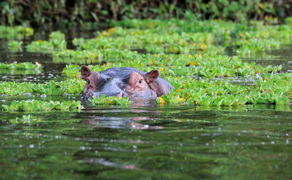 Hippo Auge in Auge