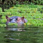 Hippo Auge in Auge