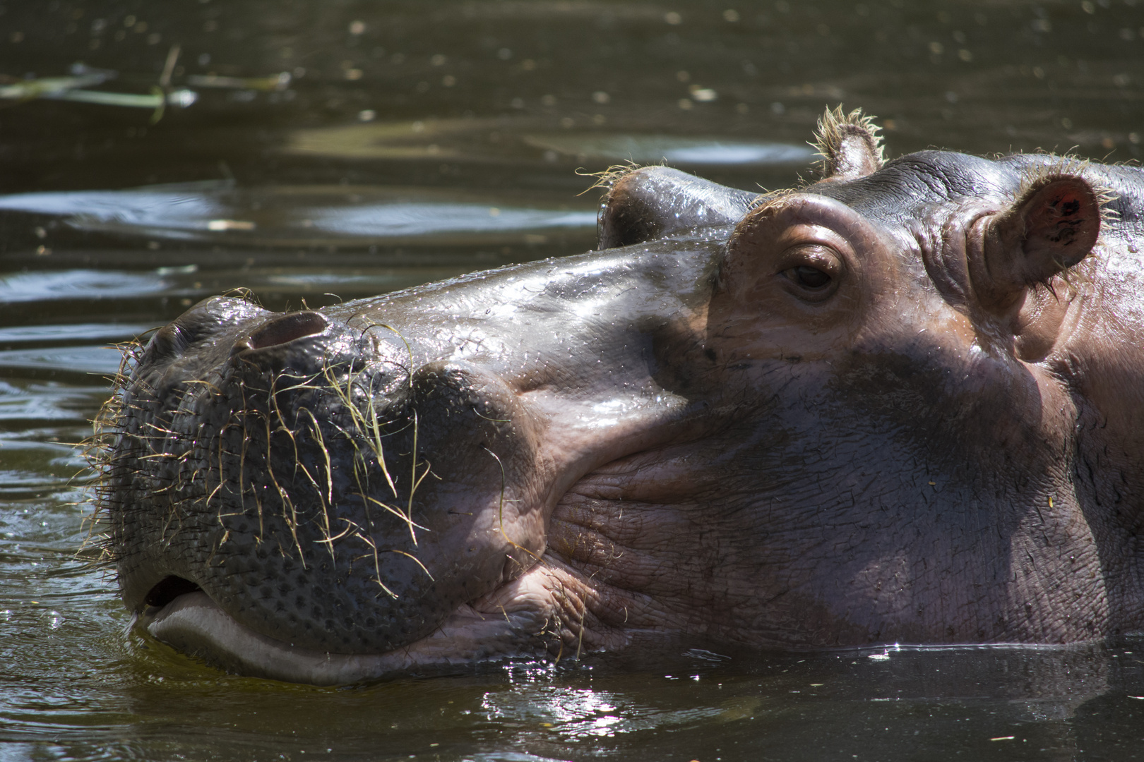 Hippo