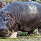 Hippo