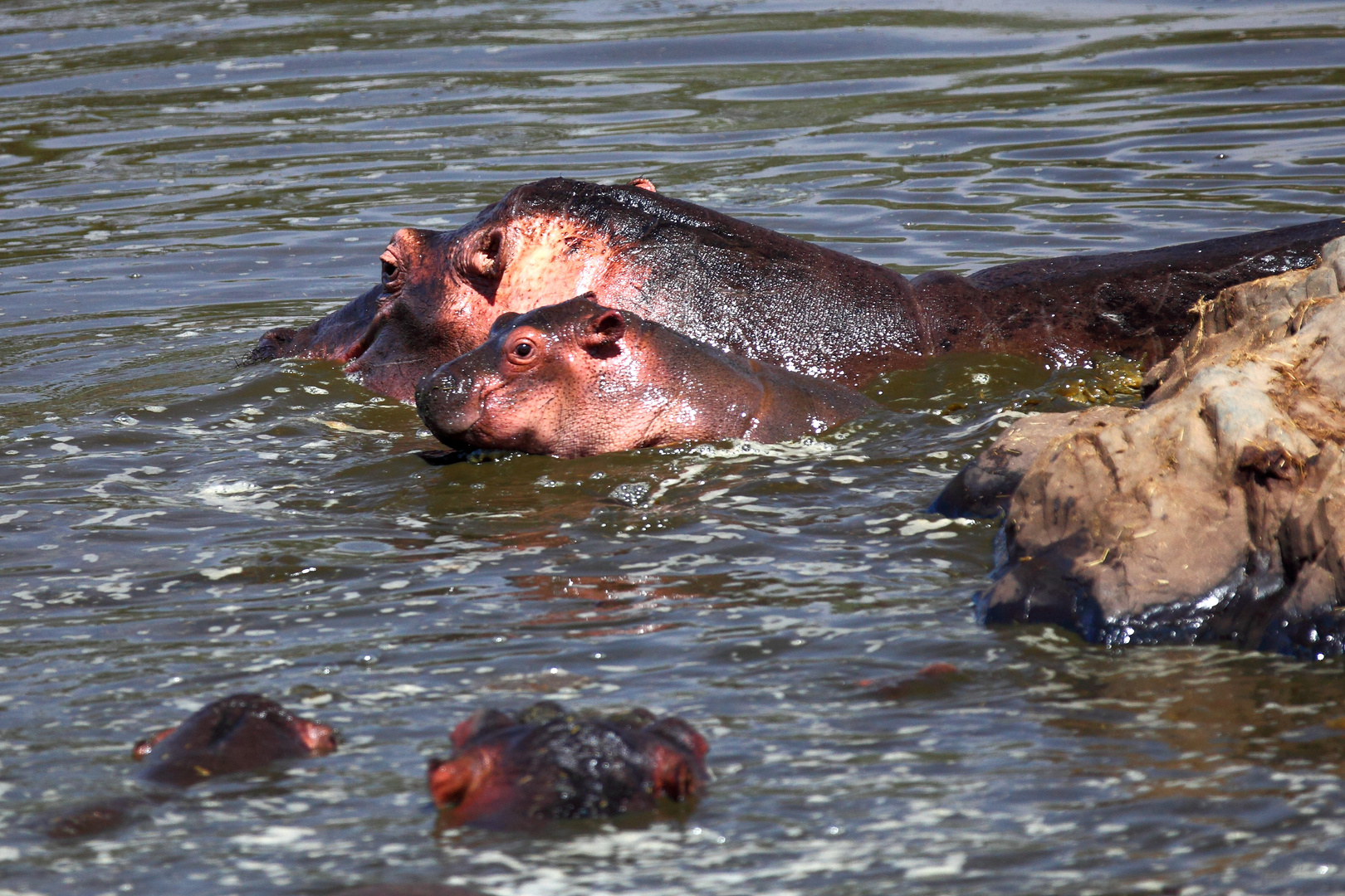 Hippo Baby