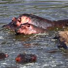 Hippo Baby