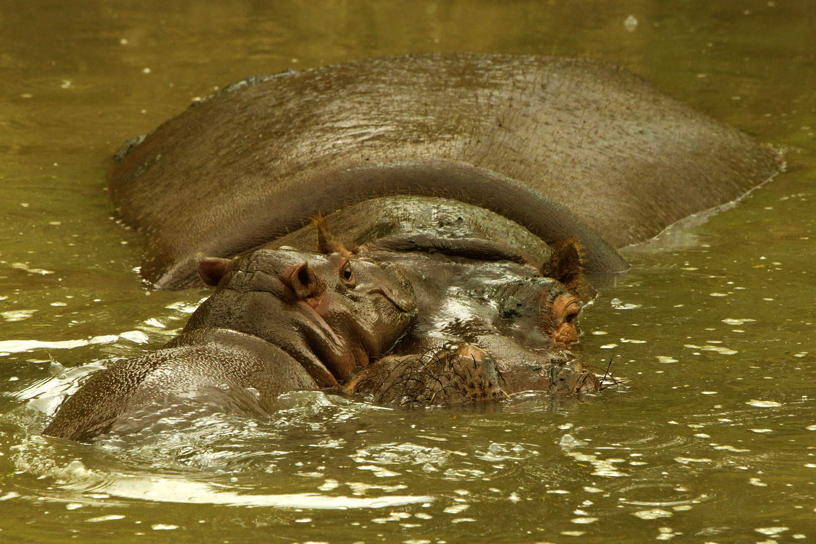 Hippo Baby