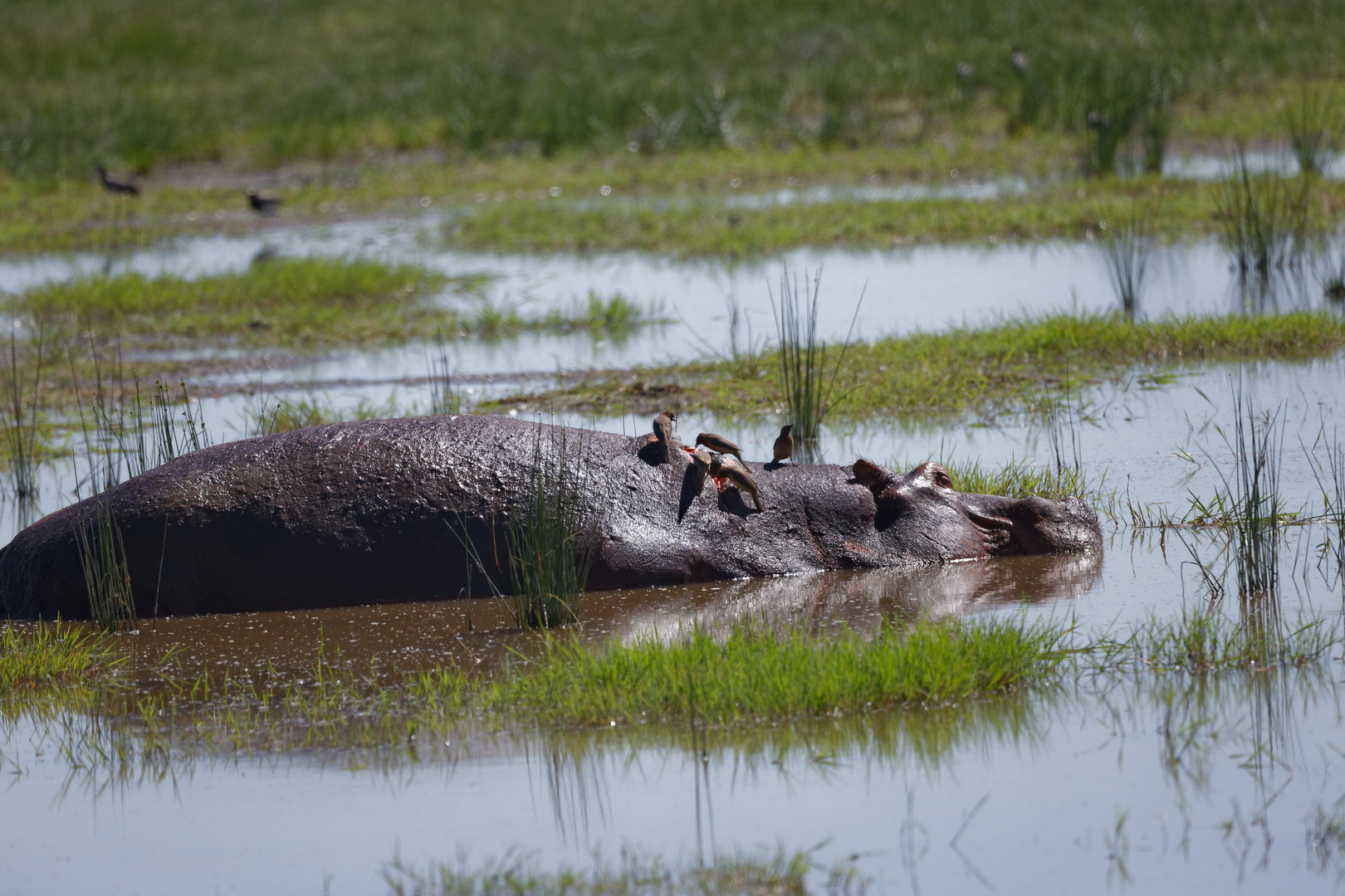 Hippo