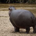 Hippo