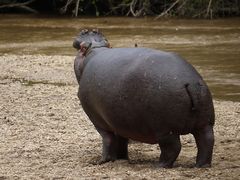 Hippo