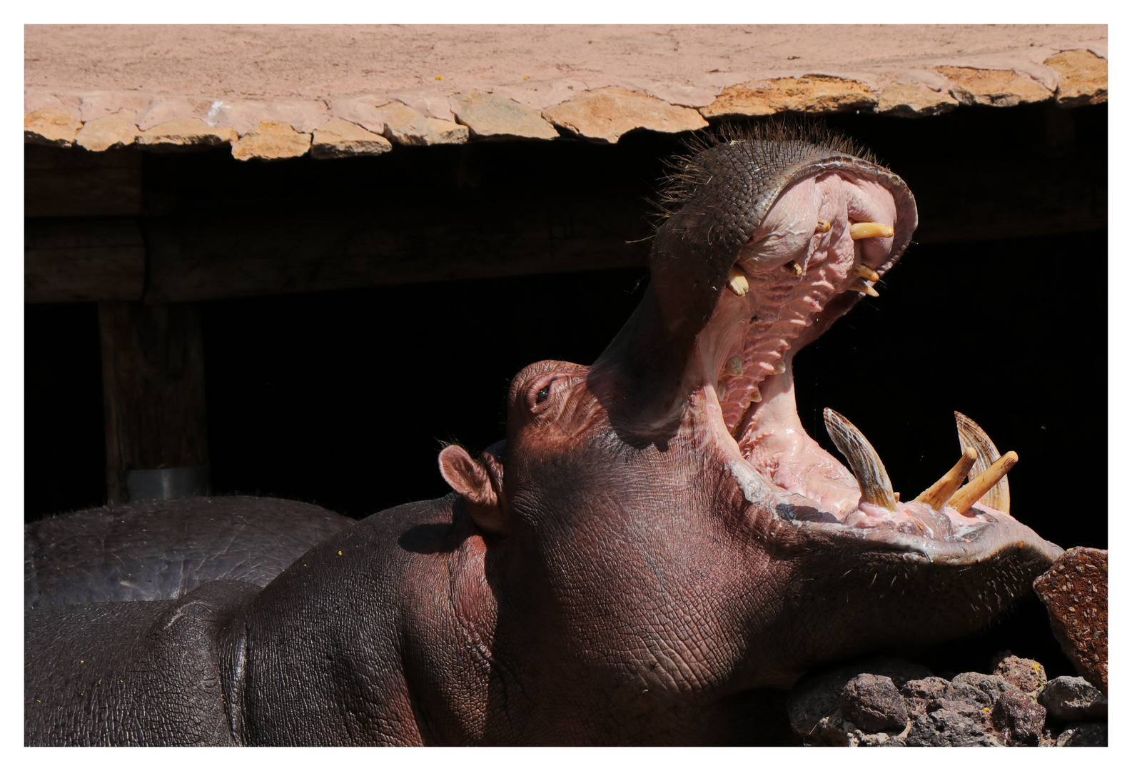 Hippo beim Frühstück