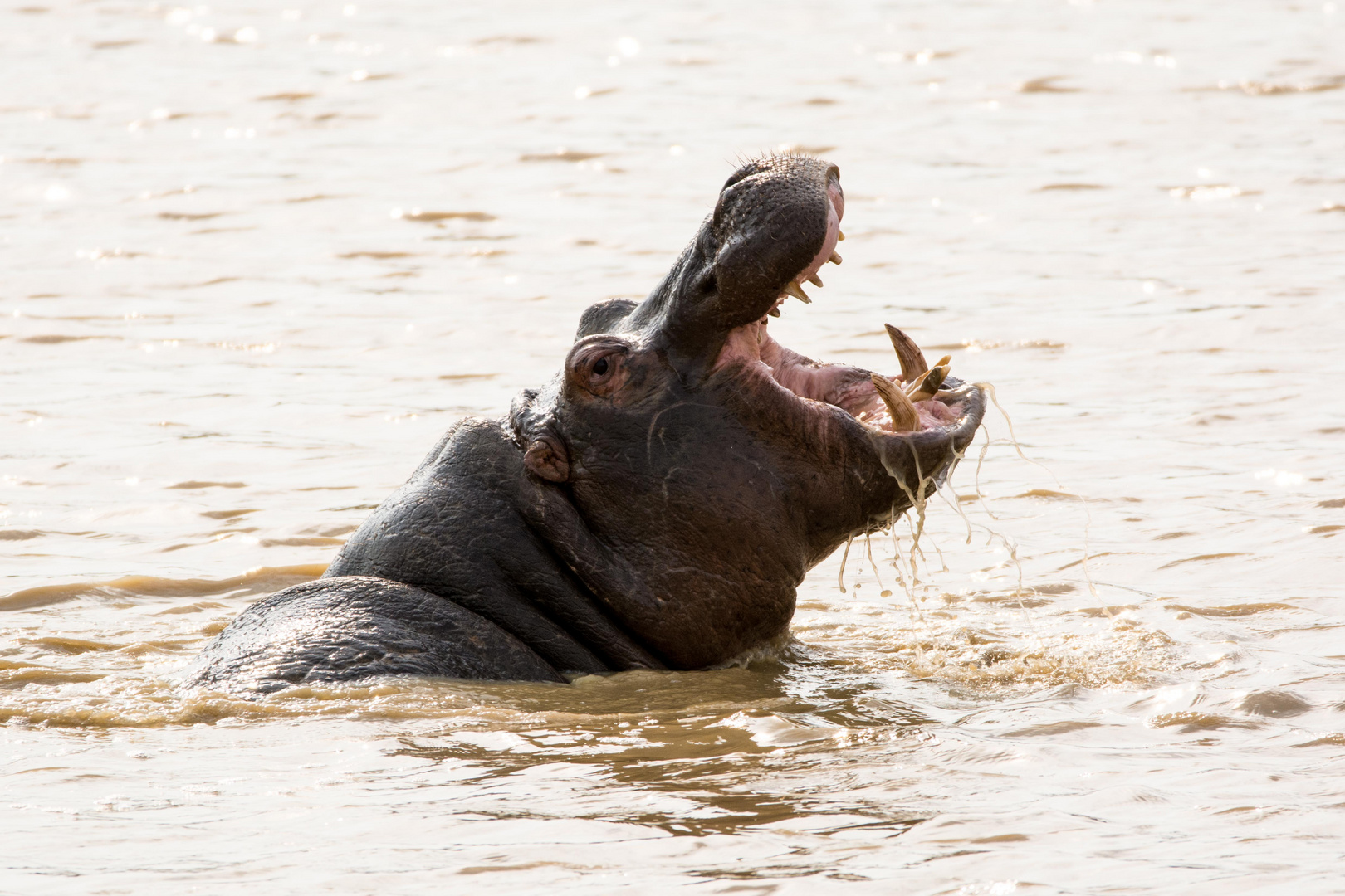 Hippo beim Gähnen *_*