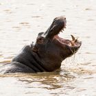 Hippo beim Gähnen *_*