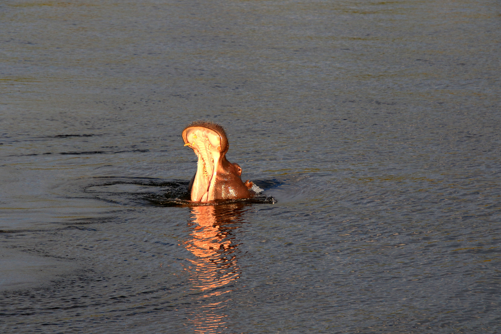 Hippo beim gähnen