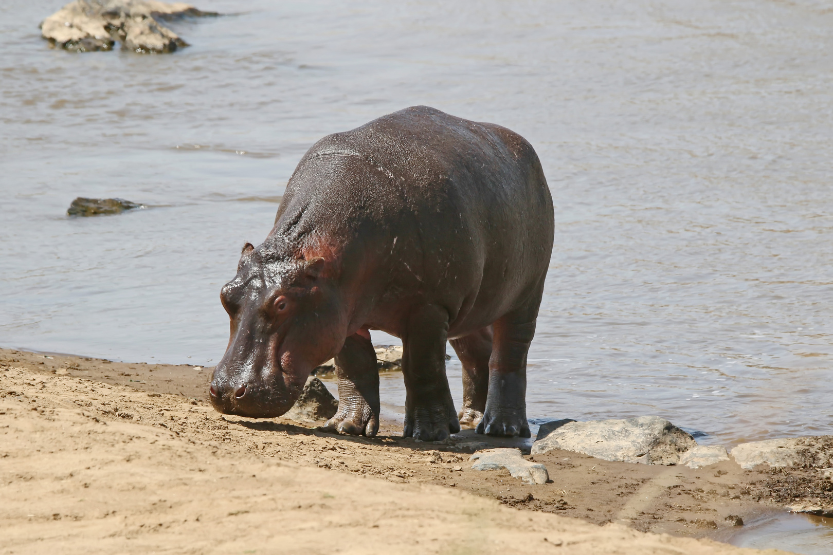 Hippo beim Landgang