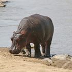 Hippo beim Landgang