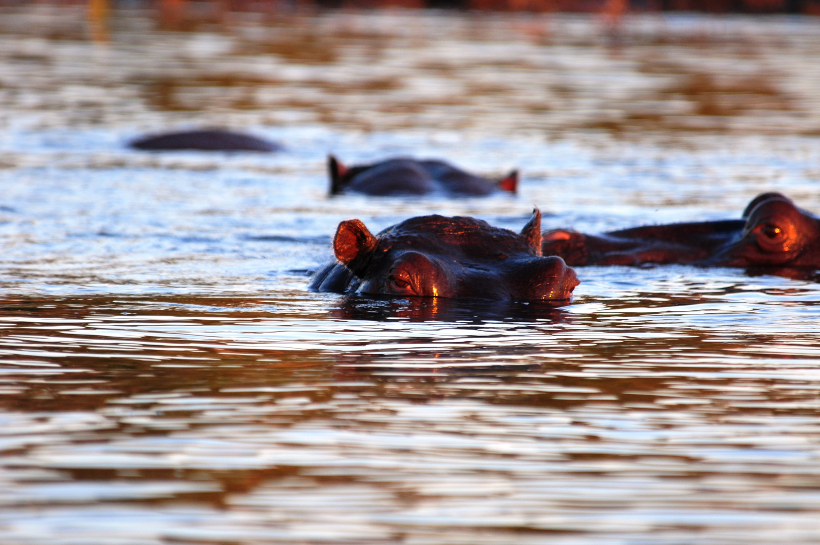 Hippo beim observieren