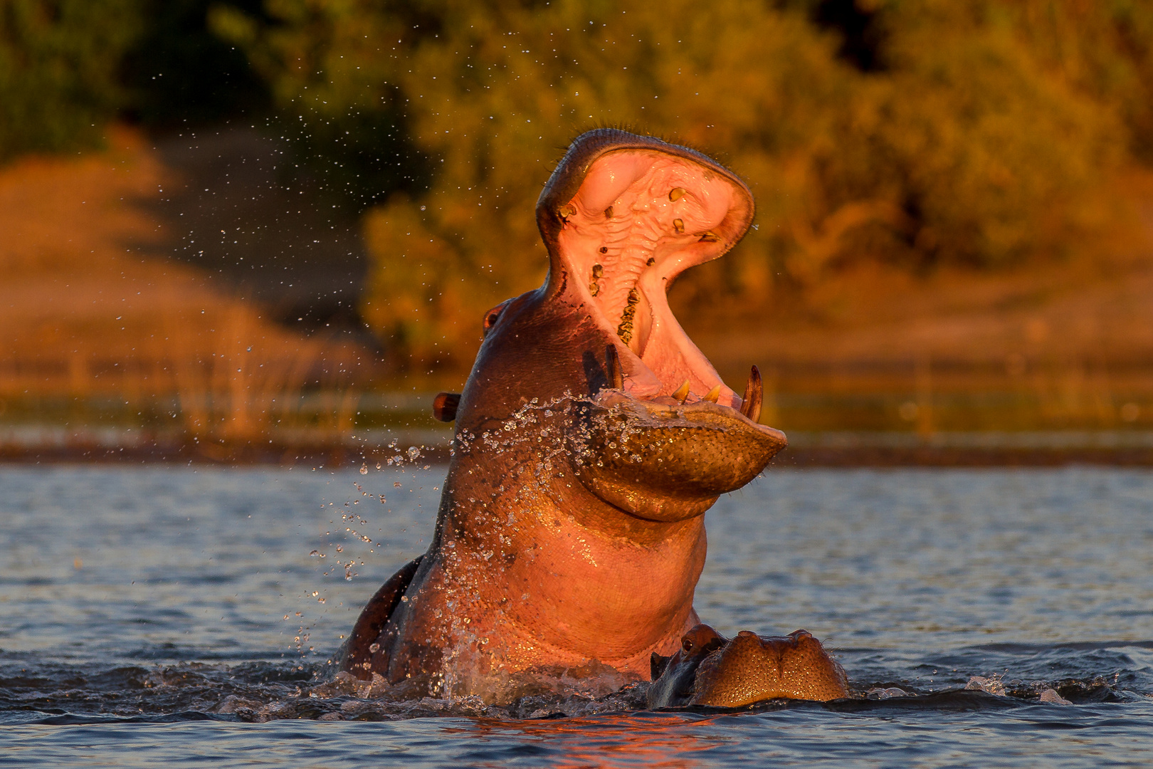 Hippo beim Posen am Chobe River