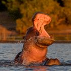 Hippo beim Posen am Chobe River