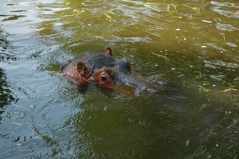 Hippo