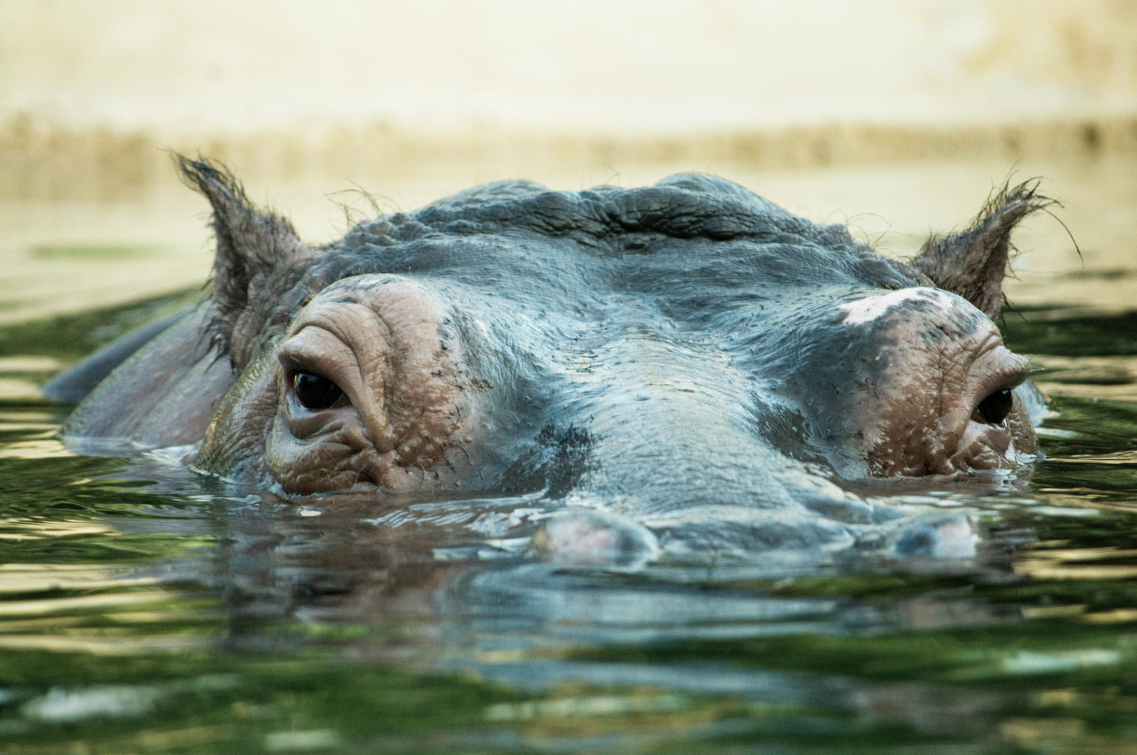 Hippo