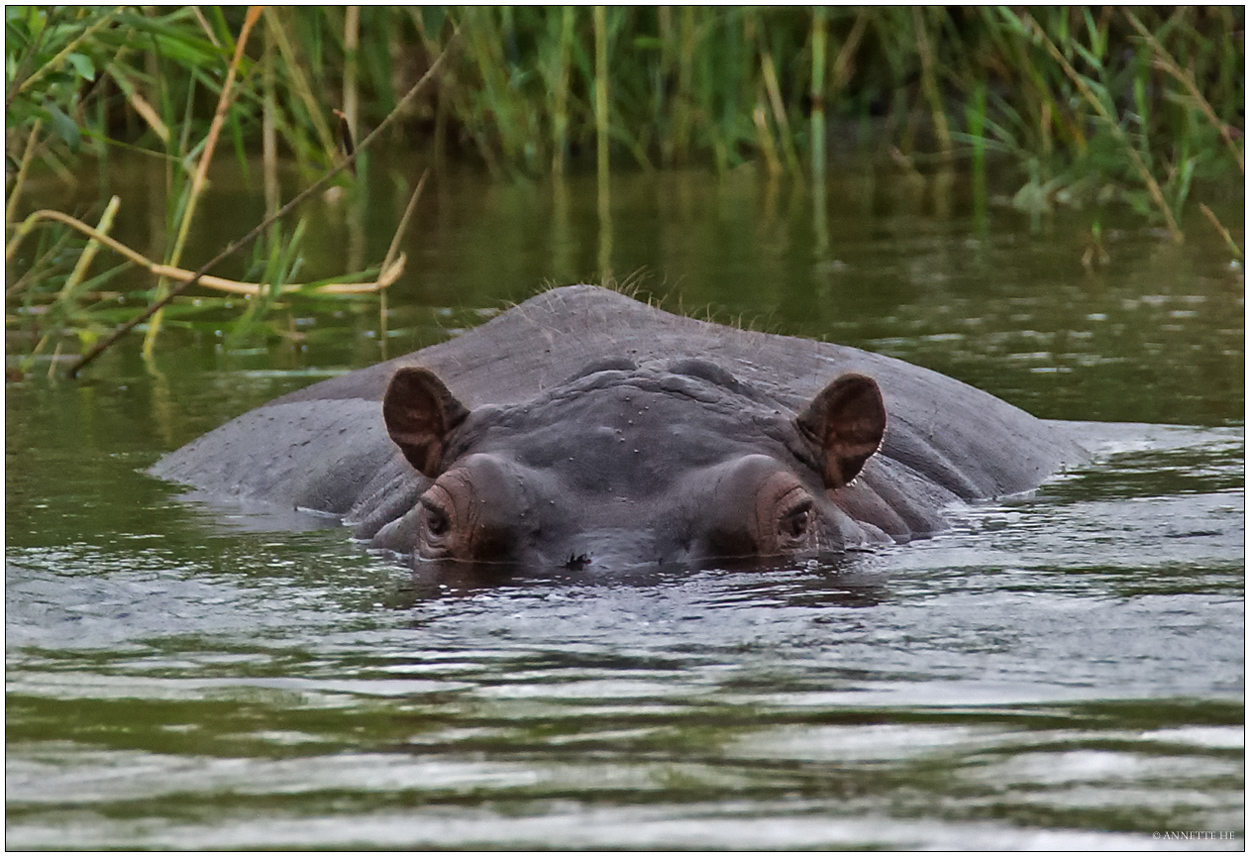 Hippo