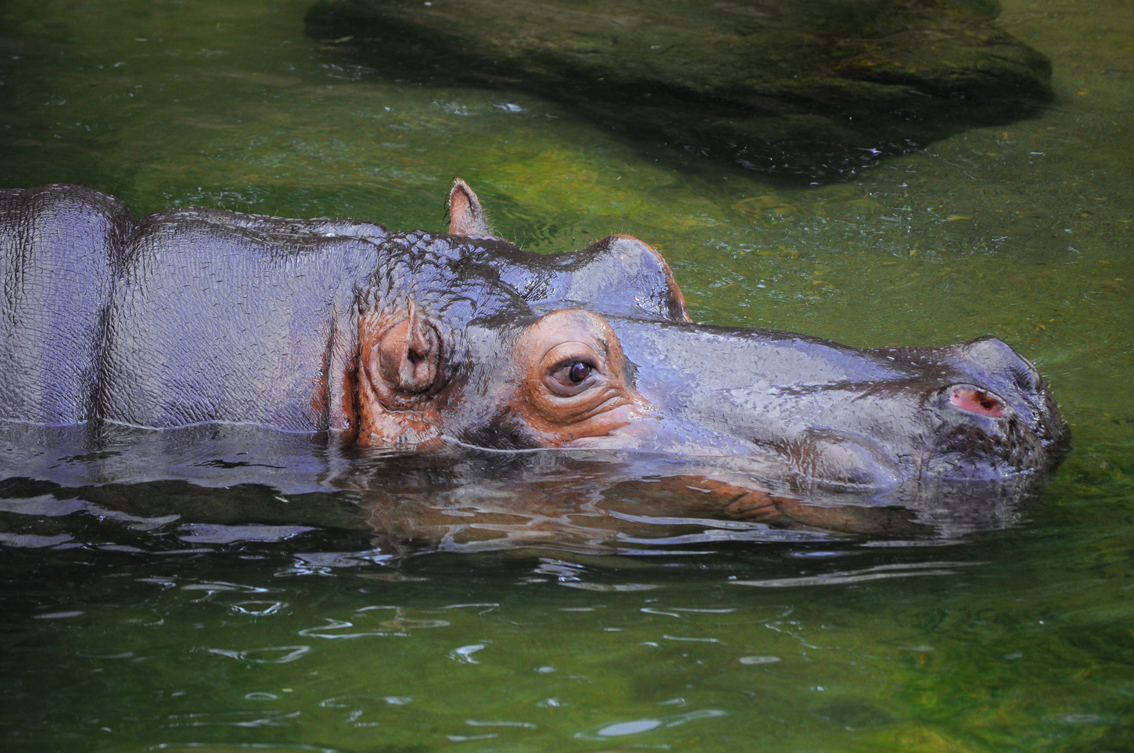 Hippo