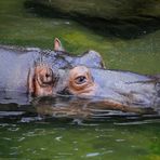 Hippo