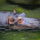 Hippo