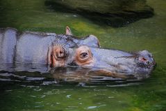 Hippo