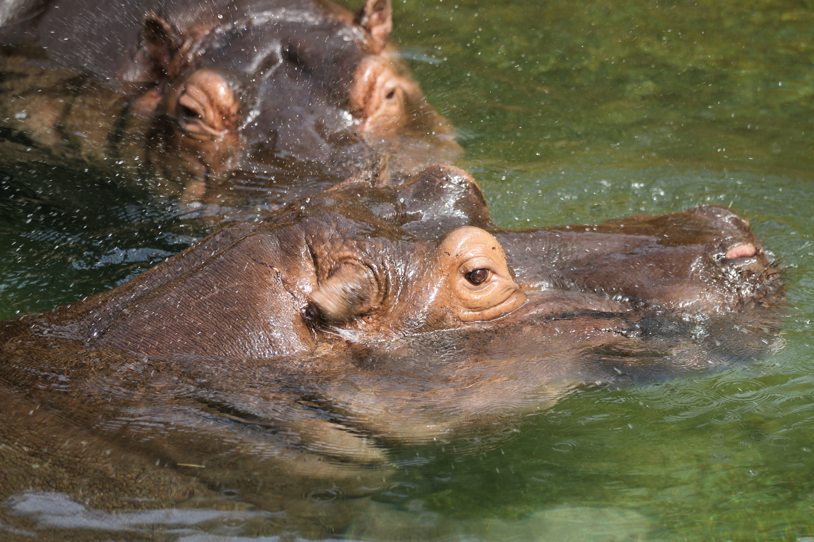 Hippo