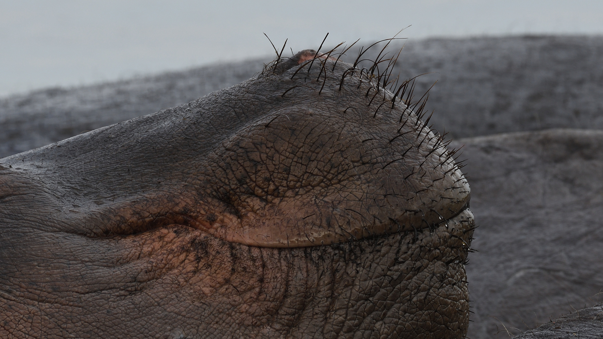 Hippo Detail