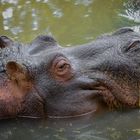 hippo