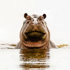 Hippo