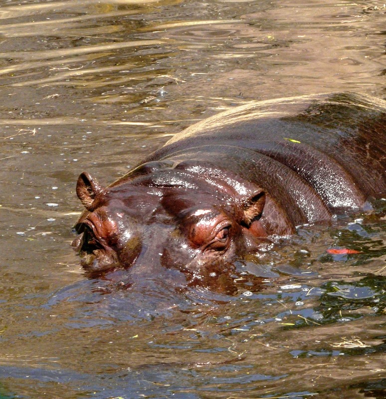 hippo