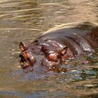 hippo