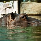 Hippo