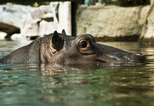 Hippo by Tatysik 