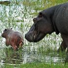 Hippo