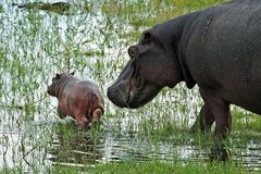 Hippo