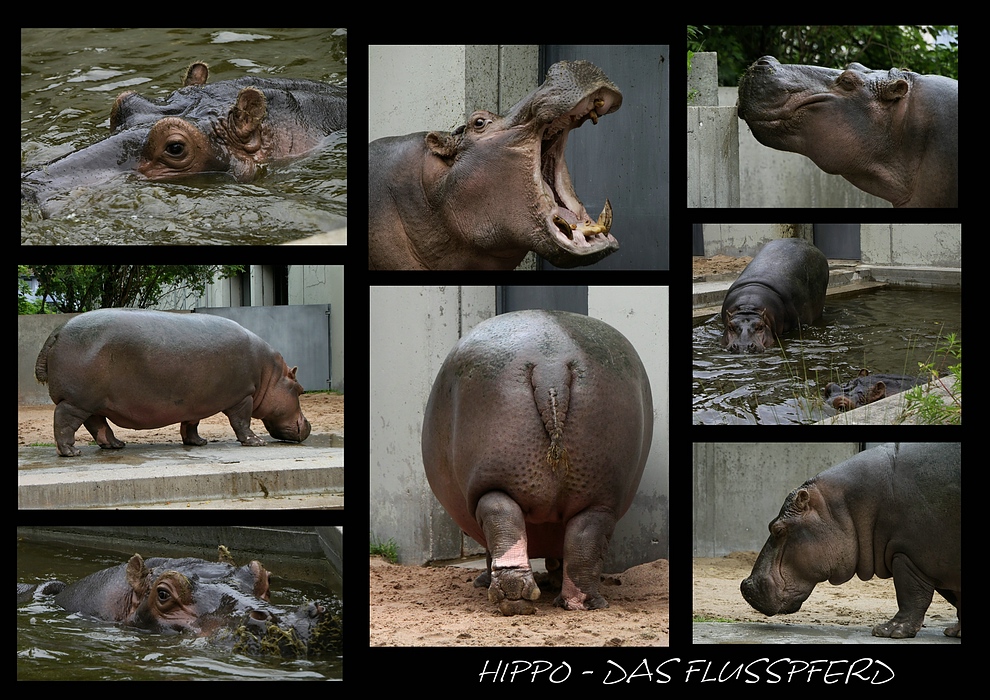 ~~~HIPPO~~~