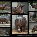 ~~~HIPPO~~~