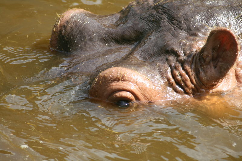 Hippo