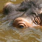 Hippo