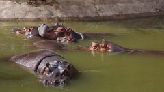 Hippo Family