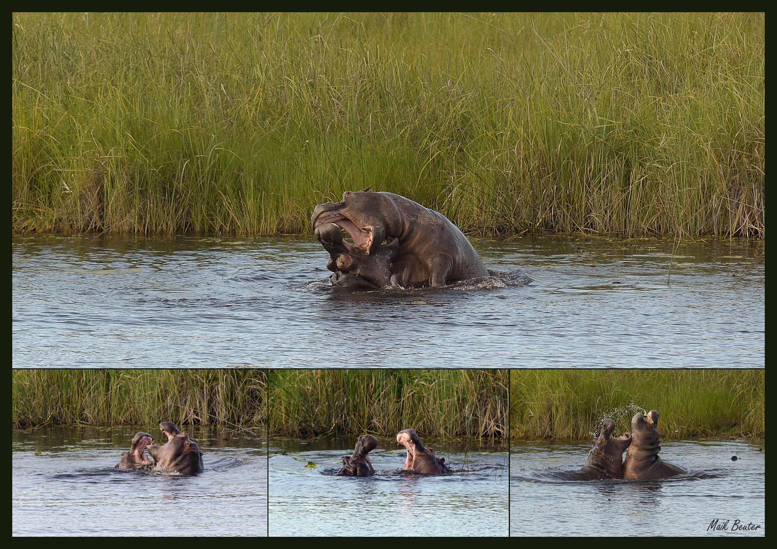 Hippo - Fight