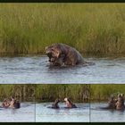 Hippo - Fight