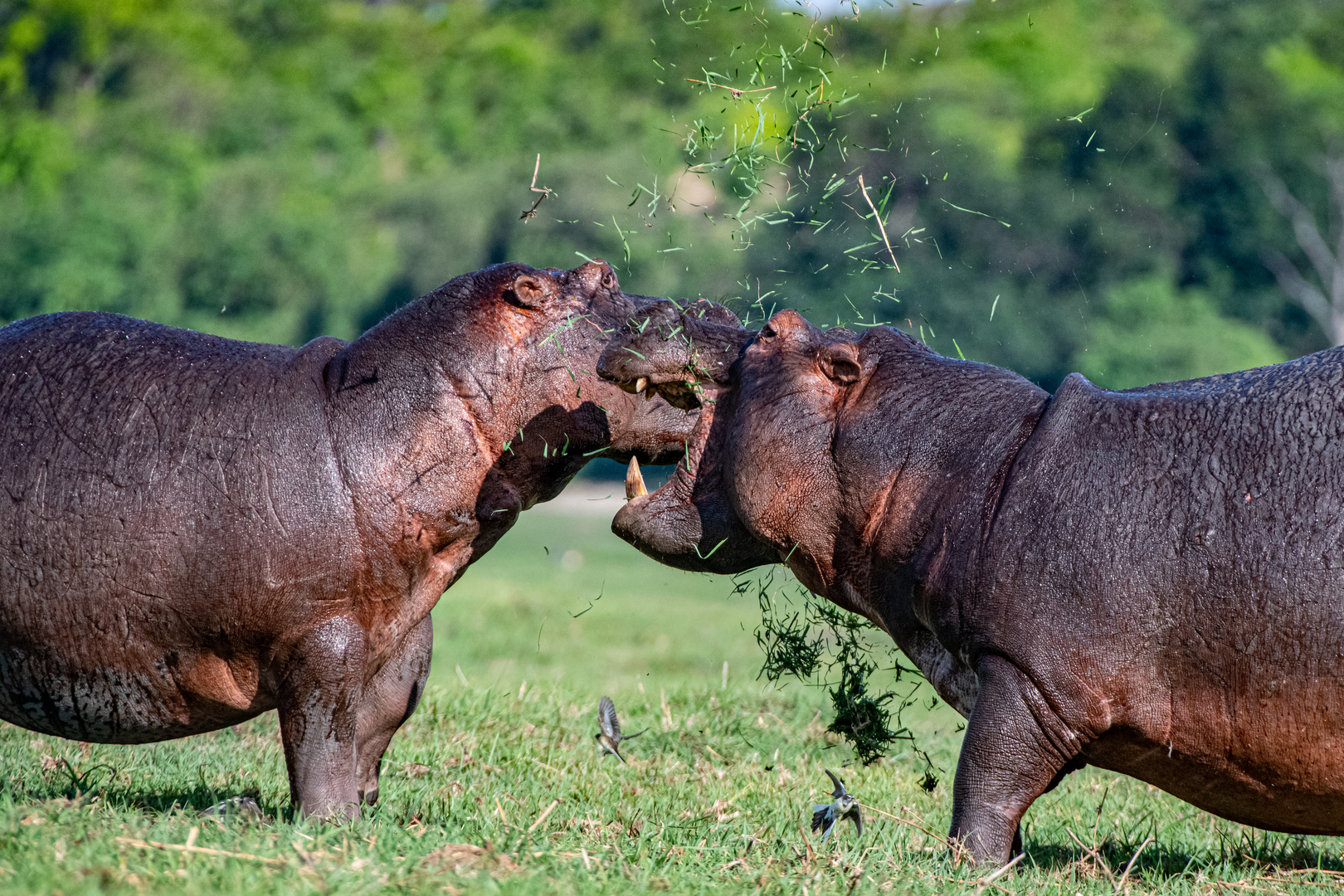 Hippo Fight