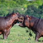 Hippo Fight