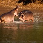 Hippo-Fight am Morgen / North-Luangwa / 16.06.2013