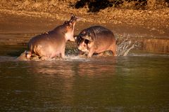 Hippo-Fight am Morgen / North-Luangwa / 16.06.2013