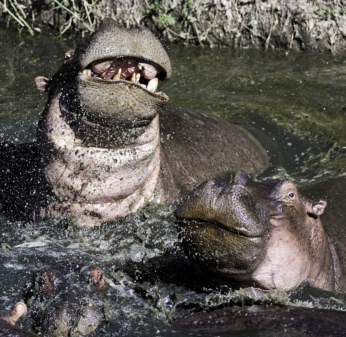 Hippo Fight II